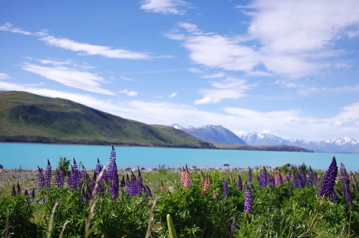 Lupins by Lake Tekapo