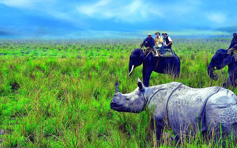 One-horned rhinoceros in Kaziranga National Park