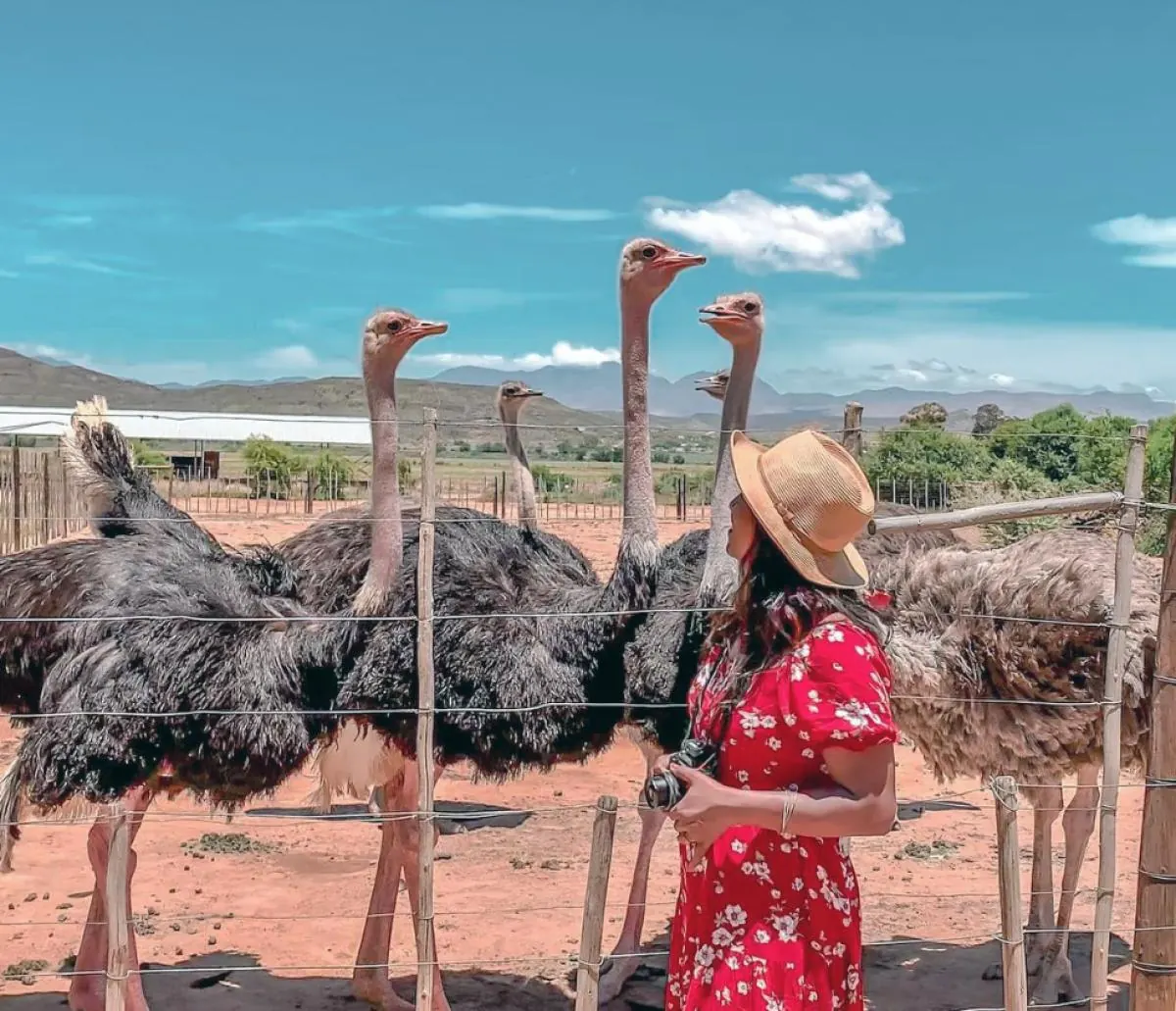 Ostriches at a farm in Oudtshoorn