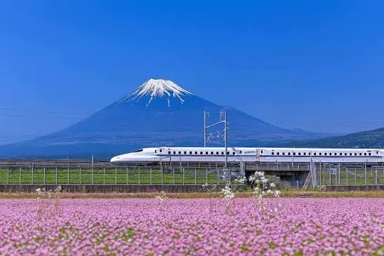 Mount Fuji with a bullet train and flower fields